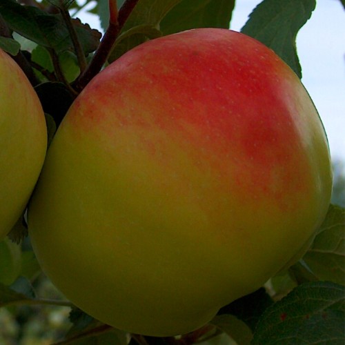 Malus domestica 'Bogatir' - Õunapuu 'Bogatir' C7/7L